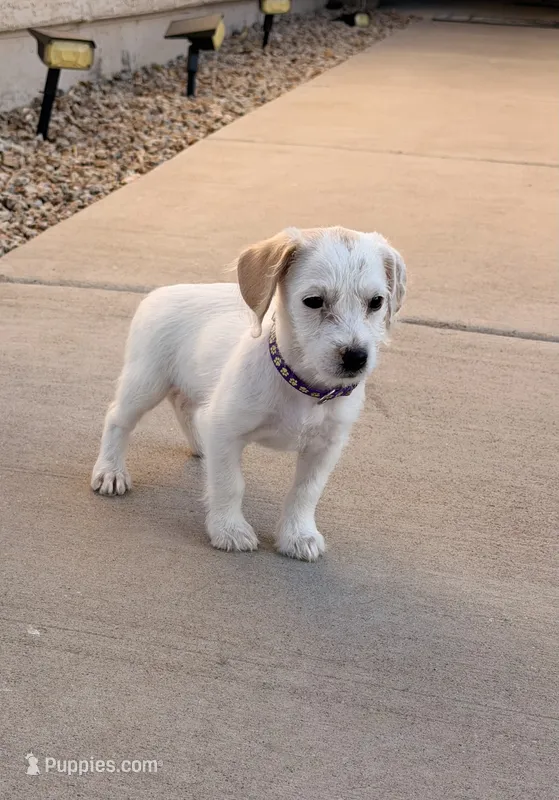 Sparkle  – Doxiepoo puppy for sale in San Tan Valley, AZ