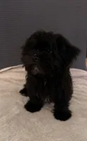 Tom, a male Shih Tzu for sale in San Tan Valley, AZ – 2 of 10