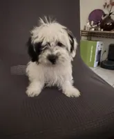 Stella , a female Shih Tzu for sale in San Tan Valley, AZ – 4 of 10