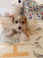 Spots , a male Doxiepoo for sale in San Tan Valley, AZ – 5 of 9