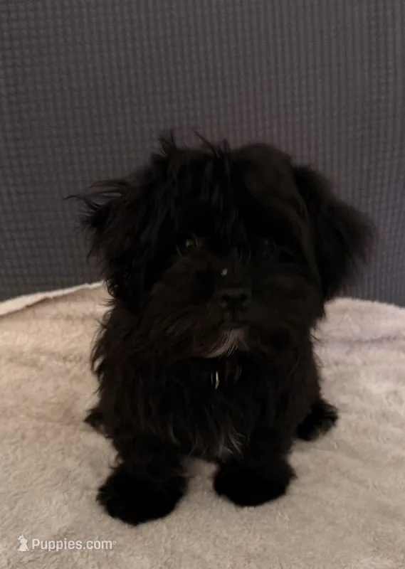Tom – Shih Tzu puppy for sale in San Tan Valley, AZ