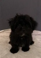 Tom, a male Shih Tzu for sale in San Tan Valley, AZ – 1 of 10
