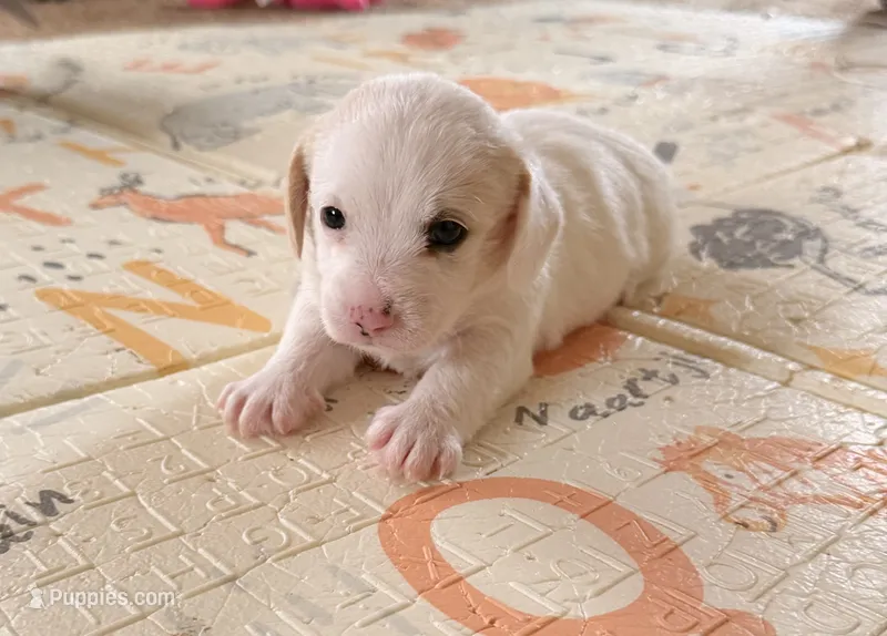 Bobby – Doxiepoo puppy for sale in San Tan Valley, AZ