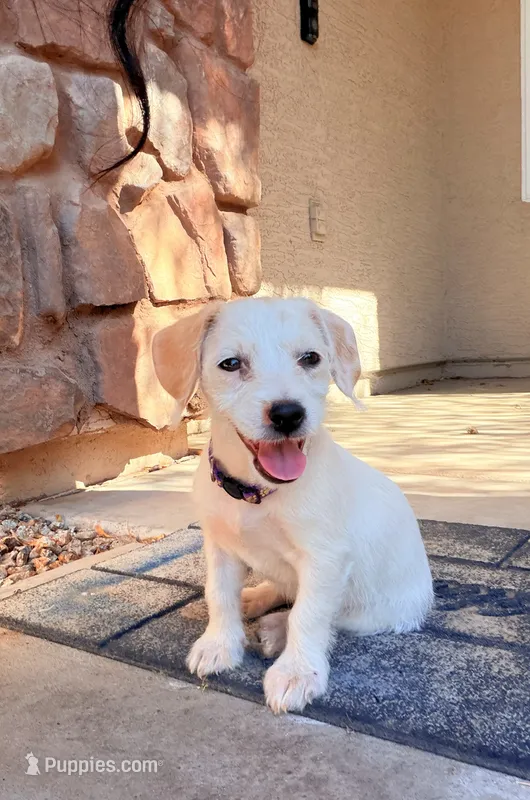 Linda – Doxiepoo puppy for sale in San Tan Valley, AZ