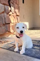 Linda, a female Doxiepoo for sale in San Tan Valley, AZ – 1 of 10