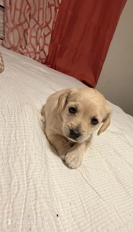 Nena – Doxiepoo puppy for sale in San Tan Valley, AZ