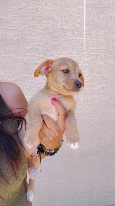 Smiley, a female Doxiepoo for sale in San Tan Valley, AZ – 9 of 10