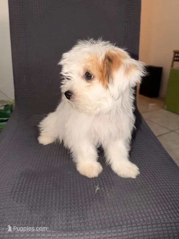 Jasmine  – Shih Tzu puppy for sale in San Tan Valley, AZ