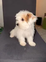 Jasmine , a female Shih Tzu for sale in San Tan Valley, AZ – 9 of 10