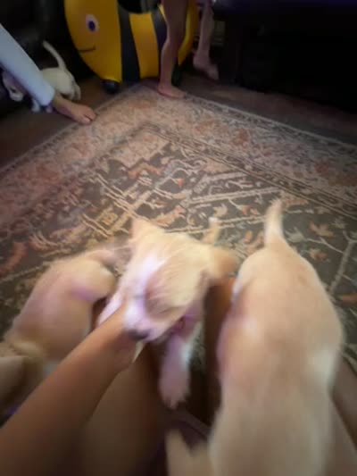 Nena, a female Doxiepoo for sale in San Tan Valley, AZ – 10 of 10