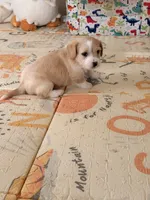 Spots , a male Doxiepoo for sale in San Tan Valley, AZ – 2 of 9