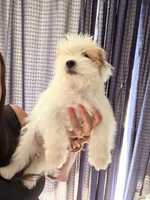 Jasmine , a female Shih Tzu for sale in San Tan Valley, AZ – 5 of 10