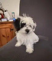 Stella , a female Shih Tzu for sale in San Tan Valley, AZ – 8 of 10