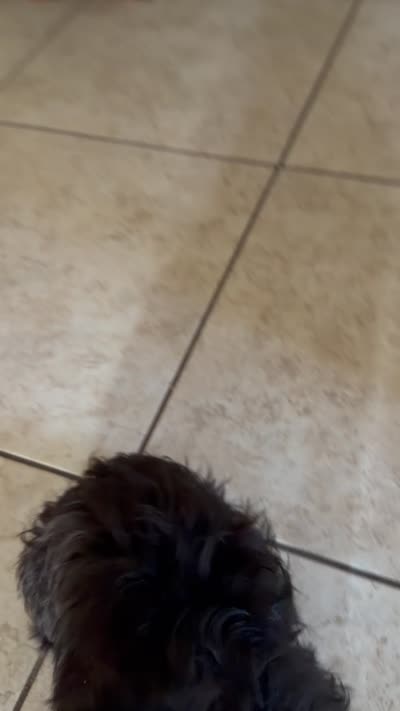 Tom, a male Shih Tzu for sale in San Tan Valley, AZ – 10 of 10