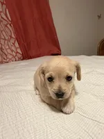 Nena, a female Doxiepoo for sale in San Tan Valley, AZ – 4 of 10