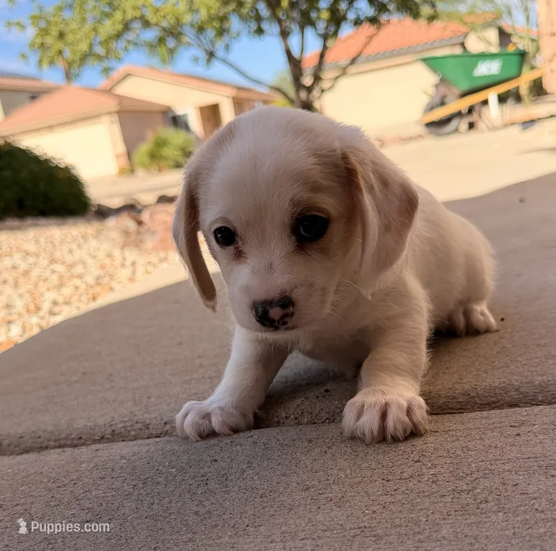 Bobby – Doxiepoo puppy for sale in San Tan Valley, AZ