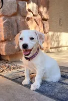 Linda, a female Doxiepoo for sale in San Tan Valley, AZ – 7 of 10