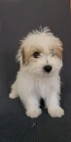 Jasmine , a female Shih Tzu for sale in San Tan Valley, AZ – 6 of 10