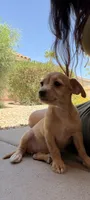 Smiley, a female Doxiepoo for sale in San Tan Valley, AZ – 4 of 10