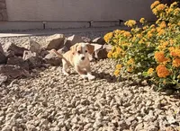 Spotie, a female Doxiepoo for sale in San Tan Valley, AZ – 4 of 10