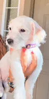 Linda, a female Doxiepoo for sale in San Tan Valley, AZ – 3 of 10