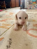 Bobby, a male Doxiepoo for sale in San Tan Valley, AZ – 5 of 10