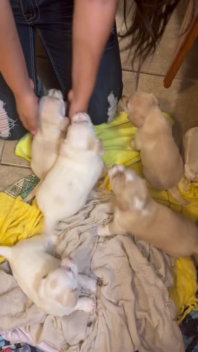 Nena, a female Doxiepoo for sale in San Tan Valley, AZ – 3 of 10