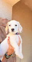Linda, a female Doxiepoo for sale in San Tan Valley, AZ – 8 of 10
