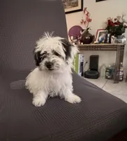 Stella , a female Shih Tzu for sale in San Tan Valley, AZ – 5 of 10