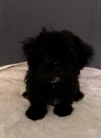 Tom, a male Shih Tzu for sale in San Tan Valley, AZ – 4 of 10