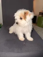 Jasmine , a female Shih Tzu for sale in San Tan Valley, AZ – 3 of 10