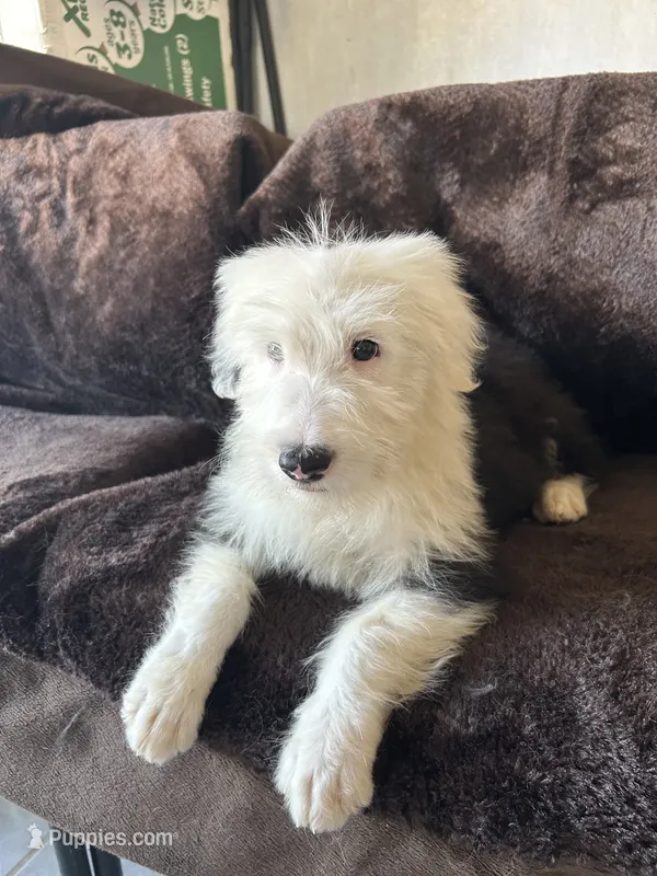 Tommy – Old English Sheepdog puppy for sale in Victorville, CA