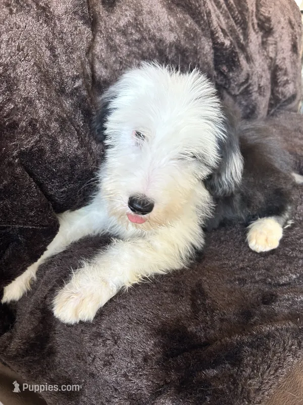 Pinky – Old English Sheepdog puppy for sale in Victorville, CA