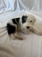 Moo, a male Old English Sheepdog for sale in Victorville, CA – 2 of 2