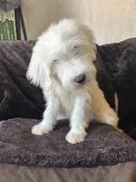 Rose, a female Old English Sheepdog for sale in Victorville, CA – 1 of 3