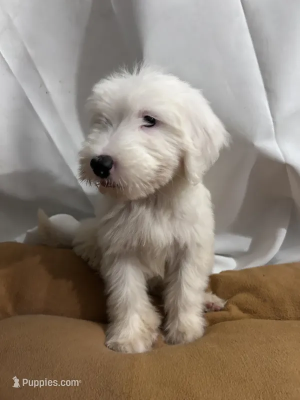 Tori – Old English Sheepdog puppy for sale in Victorville, CA