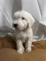 Tori, a female Old English Sheepdog for sale in Victorville, CA – 1 of 1