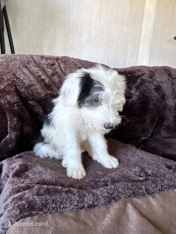 Moo – Old English Sheepdog puppy for sale in Victorville, CA