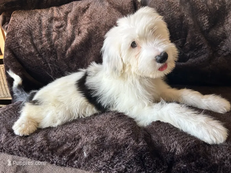 Ponyo – Old English Sheepdog puppy for sale in Victorville, CA