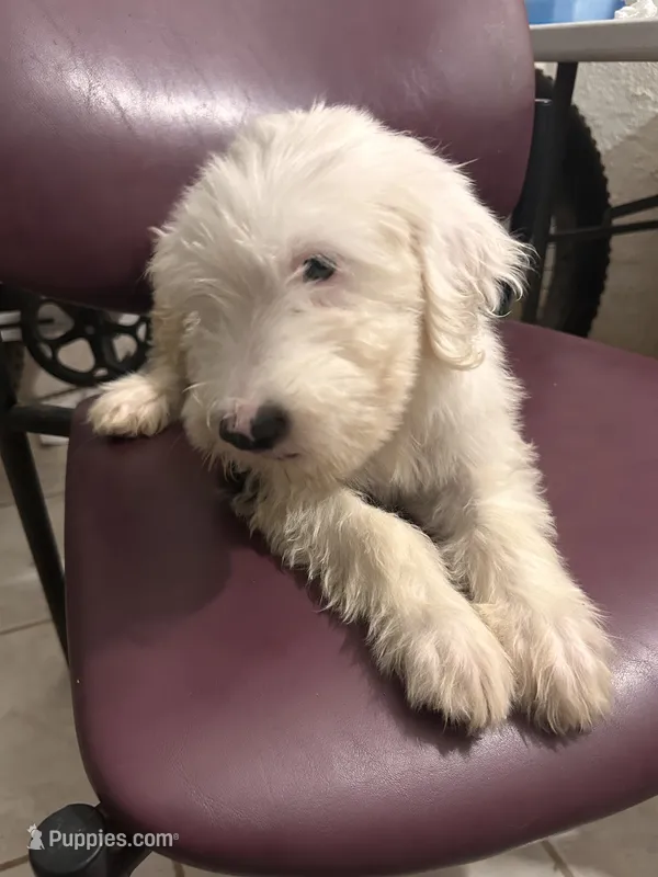Max – Old English Sheepdog puppy for sale in Victorville, CA