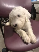 Max, a male Old English Sheepdog for sale in Victorville, CA – 1 of 2
