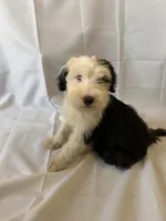 Pinky, a female Old English Sheepdog for sale in Victorville, CA – 1 of 1