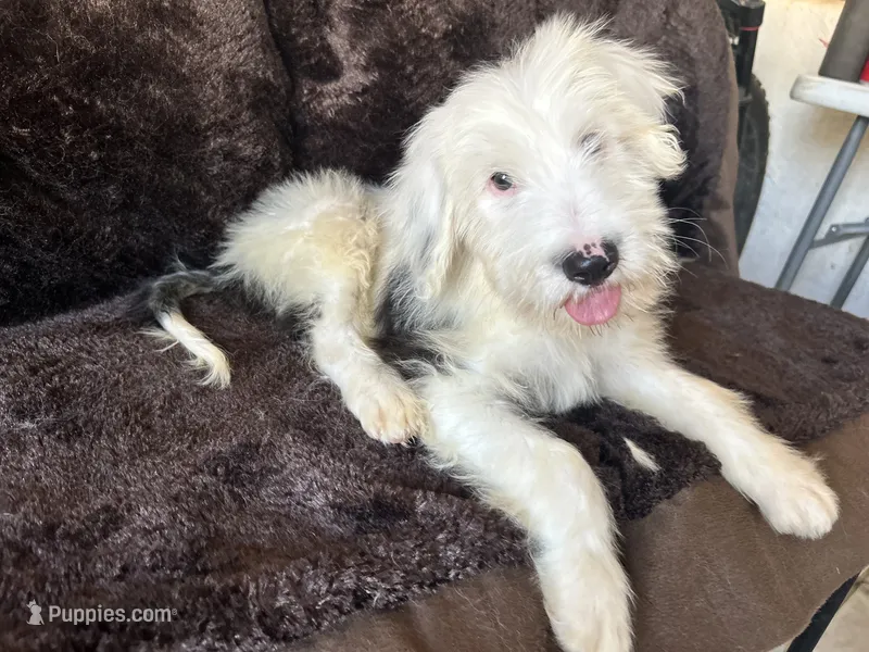 Max – Old English Sheepdog puppy for sale in Victorville, CA