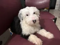 Tommy, a male Old English Sheepdog for sale in Victorville, CA – 1 of 1