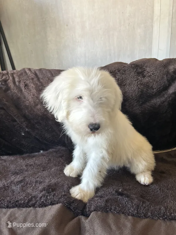 Rose – Old English Sheepdog puppy for sale in Victorville, CA