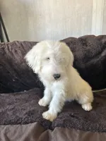 Rose, a female Old English Sheepdog for sale in Victorville, CA – 3 of 3
