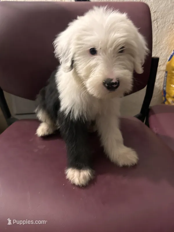 Sunshine – Old English Sheepdog puppy for sale in Victorville, CA