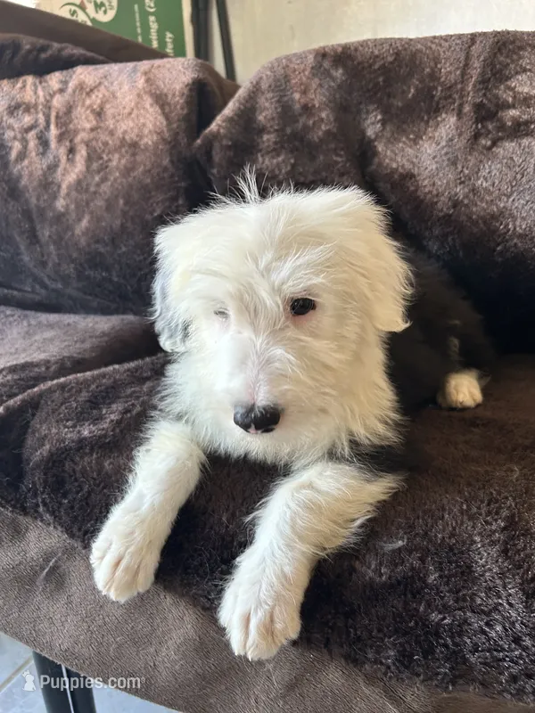 Tommy – Old English Sheepdog puppy for sale in Victorville, CA