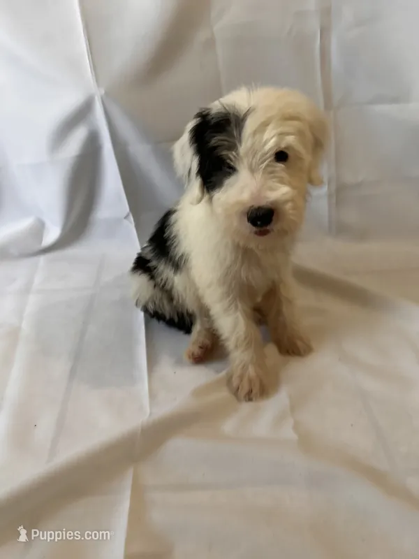 Moo – Old English Sheepdog puppy for sale in Victorville, CA