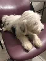 Max, a male Old English Sheepdog for sale in Victorville, CA – 2 of 2